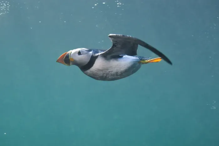 Framed Print : Puffin (Fratercula arctica) swimming underwater, Farne Islands, Northumberland, UK, July Framed Print : Puffin (Fratercula arctica) swimming underwater, Farne Islands, Northumberland, UK, July