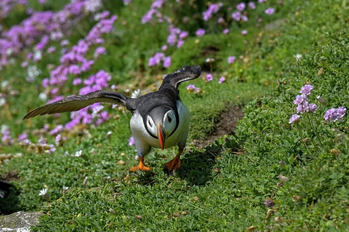 Framed Print : Puffin (Fratercula arctica) taking flight from cliff top with flowering Sea thrift (Armeria maritima) behind, Great Saltee Island, County Wexford, Republic of Ireland. June Framed Print : Puffin (Fratercula arctica) taking flight from cliff top with flowering Sea thrift (Armeria maritima) behind, Great Saltee Island, County Wexford, Republic of Ireland. June