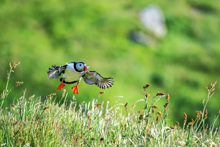 Framed Print : Puffin (Fratercula arctica) taking flight from grassy clifftop, Lunga, Isle of Mull, Scotland, UK. June Framed Print : Puffin (Fratercula arctica) taking flight from grassy clifftop, Lunga, Isle of Mull, Scotland, UK. June