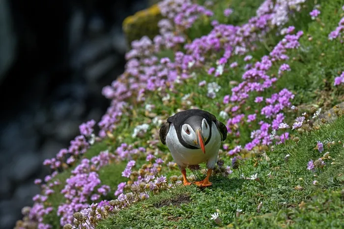 Framed Print : Puffin (Fratercula arctica) walking over Sea thrift (Armeria maritima) on cliff top, Great Saltee Island, County Wexford, Republic of Ireland. June Framed Print : Puffin (Fratercula arctica) walking over Sea thrift (Armeria maritima) on cliff top, Great Saltee Island, County Wexford, Republic of Ireland. June