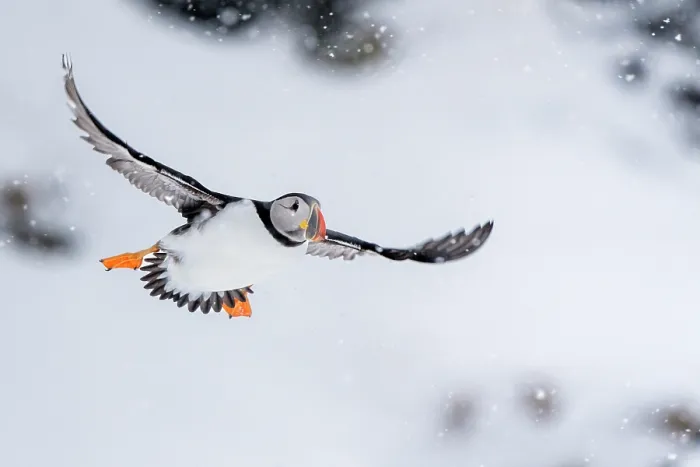 Framed Print : Puffin (Fratercula artica) in flight during snowfall, Hornoya, Varanger, Finnmark, Norway. March Framed Print : Puffin (Fratercula artica) in flight during snowfall, Hornoya, Varanger, Finnmark, Norway. March