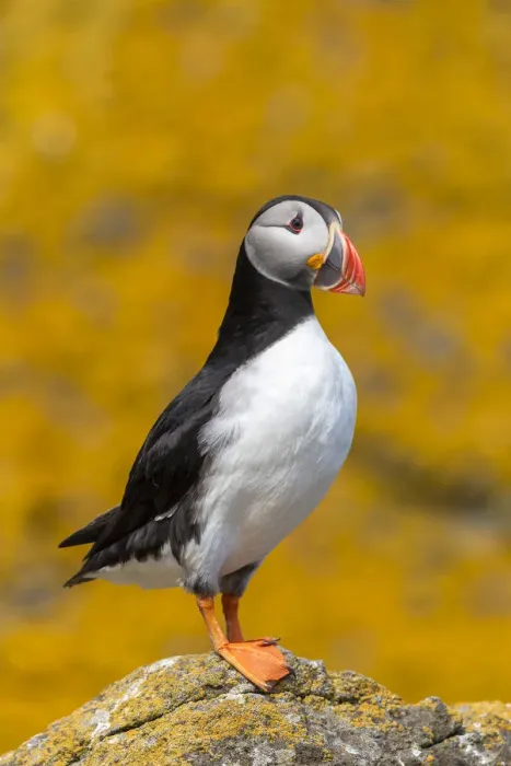 Framed Print : Puffin (Fratercula artica) with orange sea lichen (Caloplaca marina) covered roch behind Framed Print : Puffin (Fratercula artica) with orange sea lichen (Caloplaca marina) covered roch behind