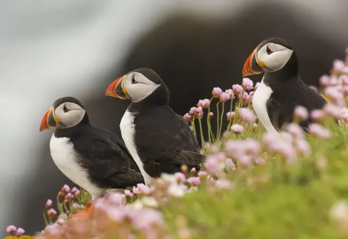 Framed Print : Puffins (Fratercula arctica) among coastal thrift. Saltee Islands, Ireland, UK, July Framed Print : Puffins (Fratercula arctica) among coastal thrift. Saltee Islands, Ireland, UK, July