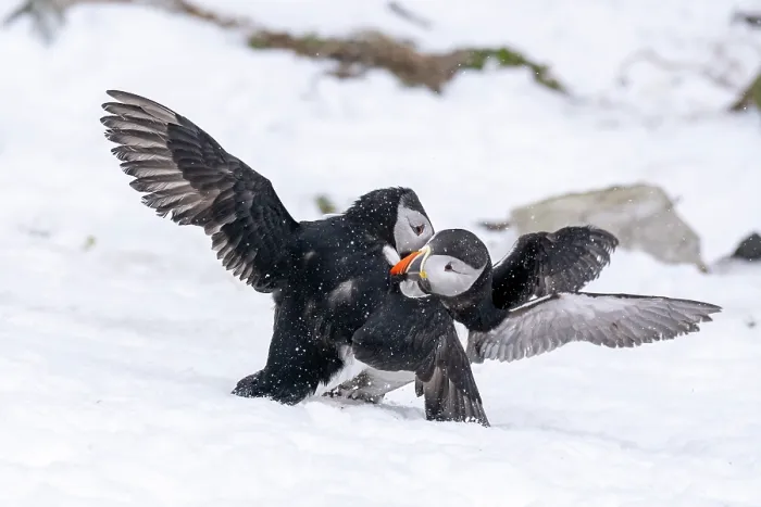 Framed Print : Two Puffins (Fratercula arctica) male, in a territorial fight on snow, Hornoya Island, Varanger, Norway. March Framed Print : Two Puffins (Fratercula arctica) male, in a territorial fight on snow, Hornoya Island, Varanger, Norway. March