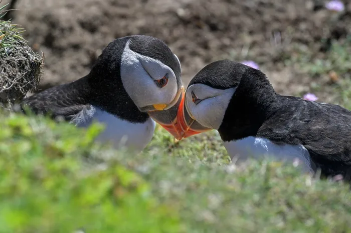Framed Print : Puffins (Fratercula arctica) pair, during courtship display, Great Saltee Island, County Wexford, Republic of Ireland. June Framed Print : Puffins (Fratercula arctica) pair, during courtship display, Great Saltee Island, County Wexford, Republic of Ireland. June