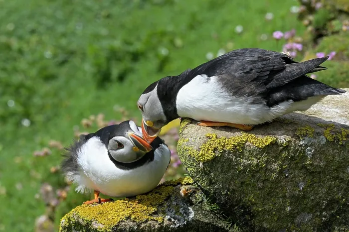 Framed Print : Puffins (Fratercula arctica) pair, courtship display, Great Saltee Island, County Wexford, Republic of Ireland. June Framed Print : Puffins (Fratercula arctica) pair, courtship display, Great Saltee Island, County Wexford, Republic of Ireland. June