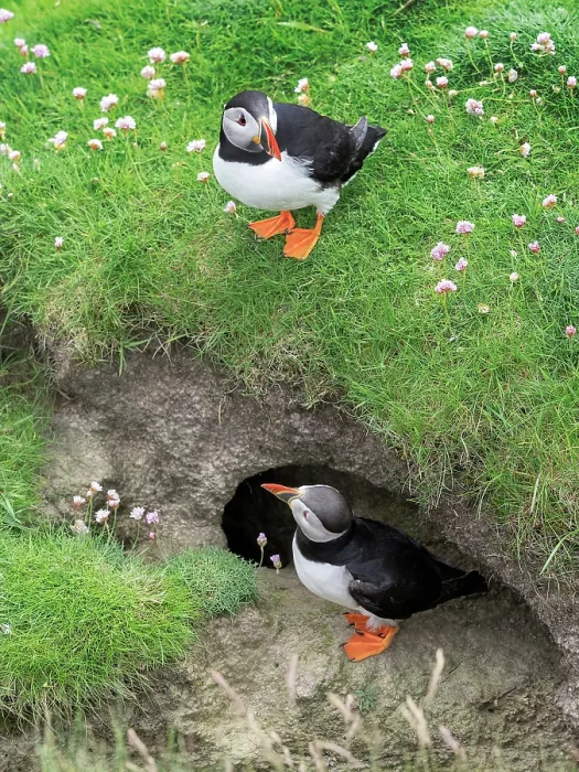 Framed Print : Puffins (Fratercula arctica) pair, standing at burrow entrance, Noss, Shetland Islands, Scotland, UK, June Framed Print : Puffins (Fratercula arctica) pair, standing at burrow entrance, Noss, Shetland Islands, Scotland, UK, June