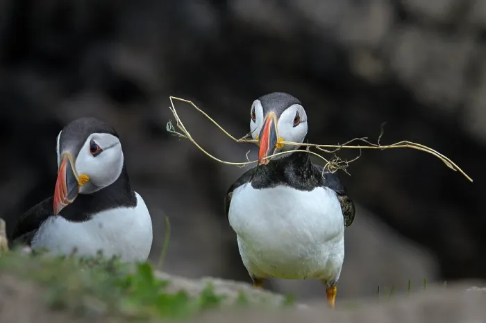 Framed Print : Puffins (Fratercula arctica) pair collecting nesting material, Great Saltee Island, County Wexford, Republic of Ireland. June Framed Print : Puffins (Fratercula arctica) pair collecting nesting material, Great Saltee Island, County Wexford, Republic of Ireland. June