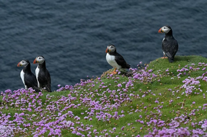 Framed Print : Four Puffins (Fratercula arctica) perched on cliff top among Sea thrift (Armeria maritima), Great Saltee Island, County Wexford, Republic of Ireland. June Framed Print : Four Puffins (Fratercula arctica) perched on cliff top among Sea thrift (Armeria maritima), Great Saltee Island, County Wexford, Republic of Ireland. June