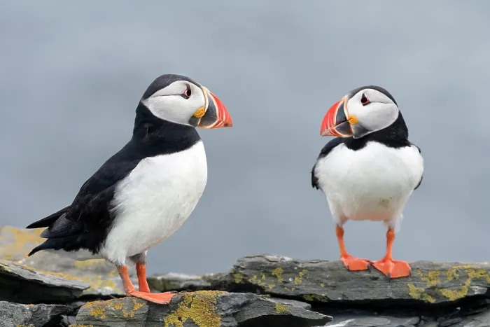 Framed Print : Two Puffins (Fratercula arctica) perched on rocks, Noss, Shetland Islands, Scotland, UK. June