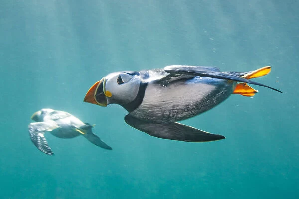 Puffins (Fratercula arctica) swimming underwater. Puffins spend most of their lives at sea and are excellent underwater swimmers, which is how they catch small fish, their main food. , Farne Islands, Northumberland. England, UK. North Sea. July