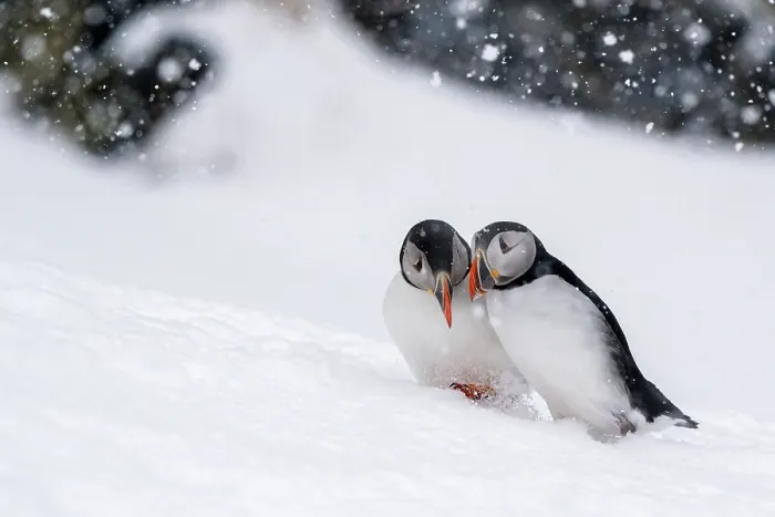 Framed Print : Puffins (Fratercula artica) pair courtship in winter conditions and during snowfall, Hornoya, Varanger, Finnmark, Norway. March Framed Print : Puffins (Fratercula artica) pair courtship in winter conditions and during snowfall, Hornoya, Varanger, Finnmark, Norway. March