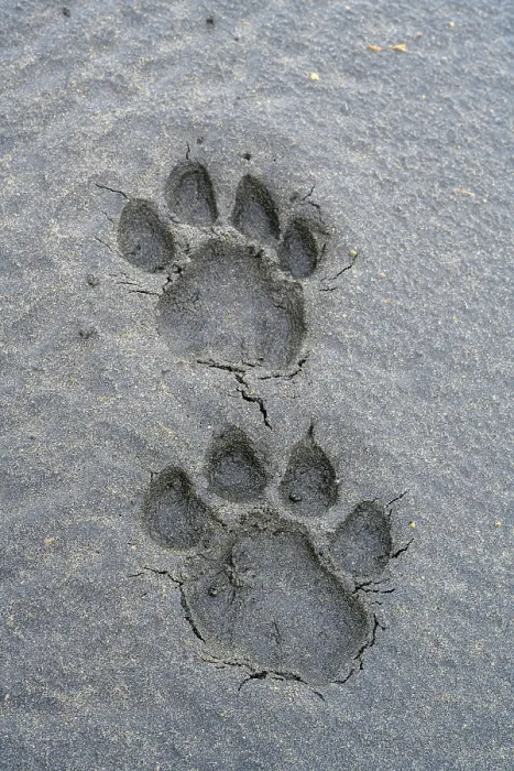Framed Print : Pug marks / foot prints of adult male Lion (Panthera leo), Ndutu area, Ngorongoro Conservation Area (NCA) / Serengeti border, Tanzania Framed Print : Pug marks / foot prints of adult male Lion (Panthera leo), Ndutu area, Ngorongoro Conservation Area (NCA) / Serengeti border, Tanzania