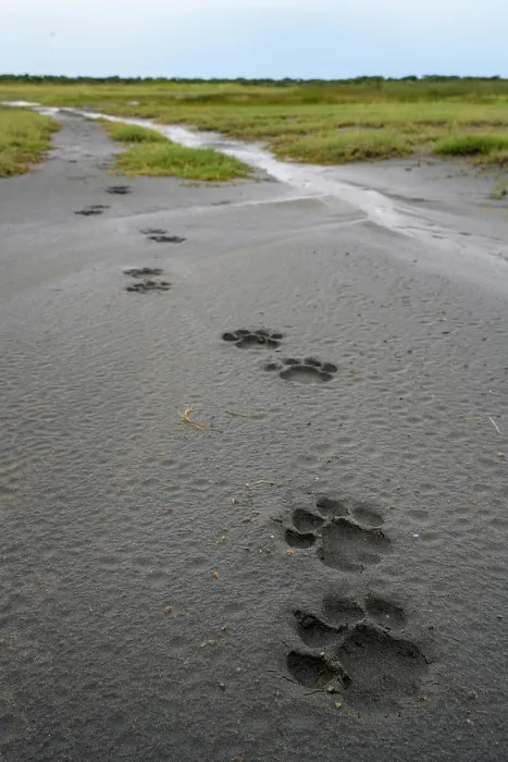 Framed Print : Pug marks / foot prints of adult male Lion (Panthera leo), Ndutu area, Ngorongoro Conservation Area (NCA) / Serengeti border, Tanzania Framed Print : Pug marks / foot prints of adult male Lion (Panthera leo), Ndutu area, Ngorongoro Conservation Area (NCA) / Serengeti border, Tanzania