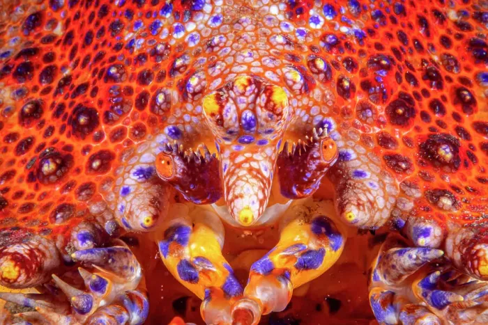 Framed Print : Puget Sound King crab (Lopholithodes mandtii) extreme close-up of face, Vancouver Island, British Columbia, Canada Framed Print : Puget Sound King crab (Lopholithodes mandtii) extreme close-up of face, Vancouver Island, British Columbia, Canada