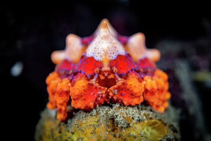 Framed Print : Puget Sound king crab (Lopholithodes mandtii) juvenile, resting on a sponge, off Vancouver Island, British Columbia, Canada, Pacific Ocean Framed Print : Puget Sound king crab (Lopholithodes mandtii) juvenile, resting on a sponge, off Vancouver Island, British Columbia, Canada, Pacific Ocean