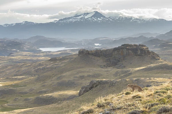 Puma  /  Cougar (Felis concolor) looking out for prey in habitat, Chile. March 2014
