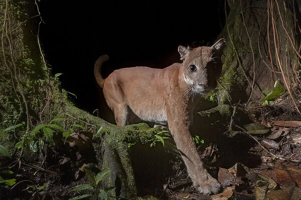 Puma (Puma concolor) in Choco rainforest, Ecuador
