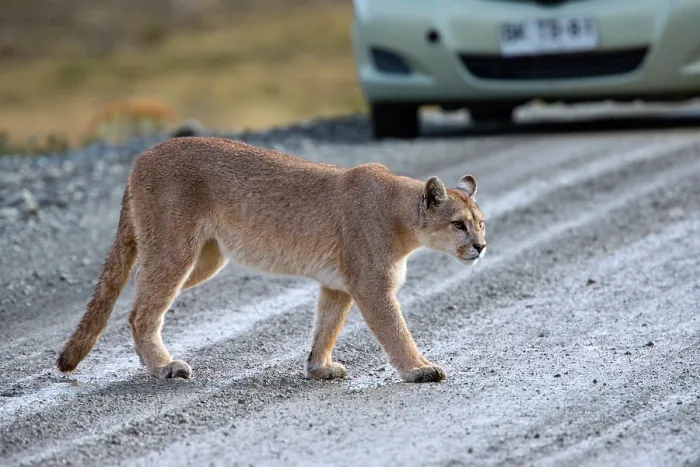 Framed Print : Puma (Puma concolor) crossing a road with a car in background, Torres del Paine National Park, Chile Framed Print : Puma (Puma concolor) crossing a road with a car in background, Torres del Paine National Park, Chile