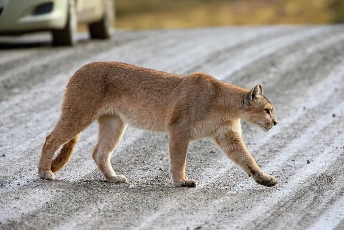Framed Print : Puma (Puma concolor) crossing a road with a car in background, Torres del Paine National Park, Chile Framed Print : Puma (Puma concolor) crossing a road with a car in background, Torres del Paine National Park, Chile
