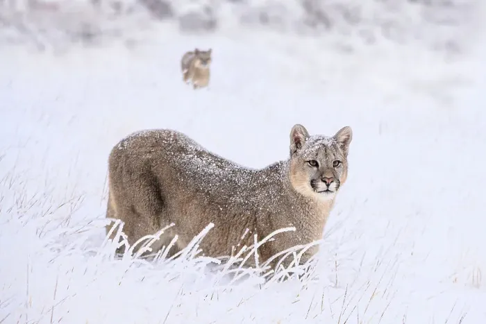 Framed Print : Puma (Puma concolor) cub, aged nine months, walking in deep, fresh snow, Torres del Paine National Park, Patagonia, Chile Framed Print : Puma (Puma concolor) cub, aged nine months, walking in deep, fresh snow, Torres del Paine National Park, Patagonia, Chile