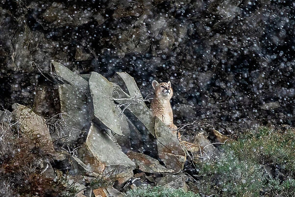 Puma (Puma concolor) cub sitting among rocks, looking up at falling snow, Torres del Paine National Park, Magallanes, Chile
