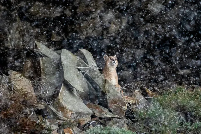 Framed Print : Puma (Puma concolor) cub sitting among rocks, looking up at falling snow, Torres del Paine National Park, Magallanes, Chile Framed Print : Puma (Puma concolor) cub sitting among rocks, looking up at falling snow, Torres del Paine National Park, Magallanes, Chile