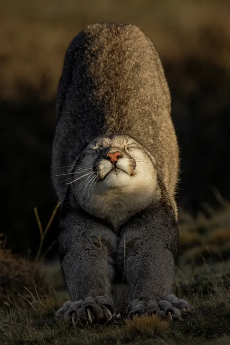 Framed Print : Puma (Puma concolor) cub stretching at sunset, Torres del Paine National Park, Magallanes, Chile Framed Print : Puma (Puma concolor) cub stretching at sunset, Torres del Paine National Park, Magallanes, Chile