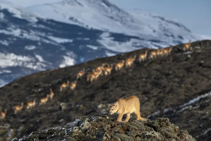 Framed Print : Puma (Puma concolor) female, patrolling territory with herd of Guanaco (Lama guanicoe) walking up hillside in background Framed Print : Puma (Puma concolor) female, patrolling territory with herd of Guanaco (Lama guanicoe) walking up hillside in background