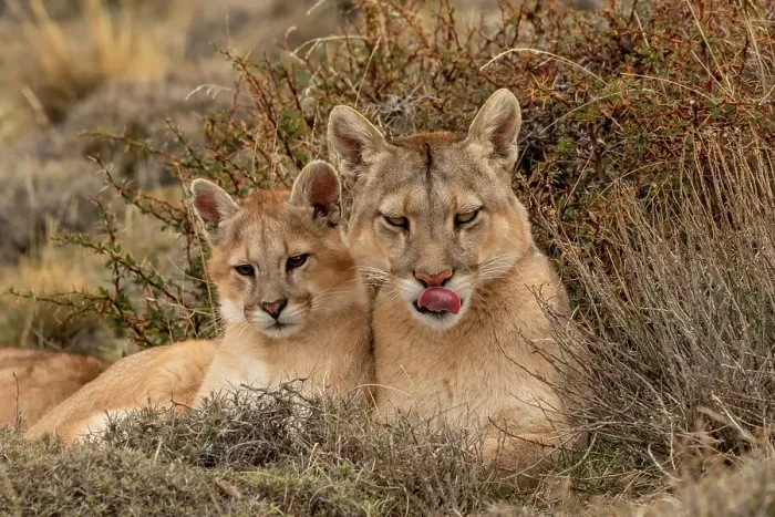 Framed Print : Puma (Puma concolor) female with cub, resting, Torres del Paine National Park, Magallanes, Chile Framed Print : Puma (Puma concolor) female with cub, resting, Torres del Paine National Park, Magallanes, Chile