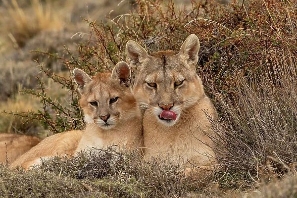 Puma (Puma concolor) female with cub, resting, Torres del Paine National Park, Magallanes, Chile