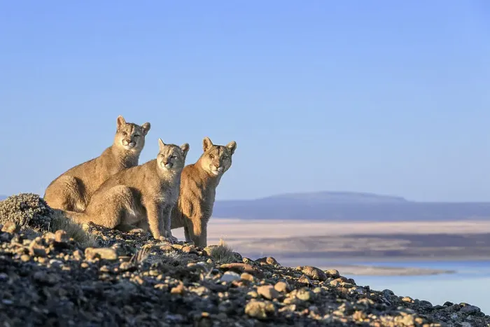 Framed Print : Puma (Puma concolor) female, with two cubs, aged six months, sitting on on rocky outcrop overlooking Lake Sarmiento, Torres del Paine National Park / Estancia Laguna Armarga, Patagonia, Chile Framed Print : Puma (Puma concolor) female, with two cubs, aged six months, sitting on on rocky outcrop overlooking Lake Sarmiento, Torres del Paine National Park / Estancia Laguna Armarga, Patagonia, Chile