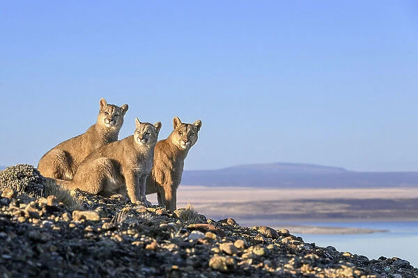 Puma (Puma concolor) female, with two cubs, aged six months, sitting on on rocky outcrop overlooking Lake Sarmiento, Torres del Paine National Park  /  Estancia Laguna Armarga, Patagonia, Chile
