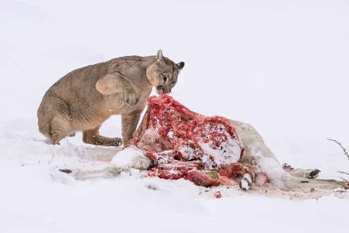 Framed Print : Puma (Puma concolor) female, feeding on Guanaco (Lama guanicoe) prey in deep snow, Torres del Paine National Park, Patagonia, Chile Framed Print : Puma (Puma concolor) female, feeding on Guanaco (Lama guanicoe) prey in deep snow, Torres del Paine National Park, Patagonia, Chile