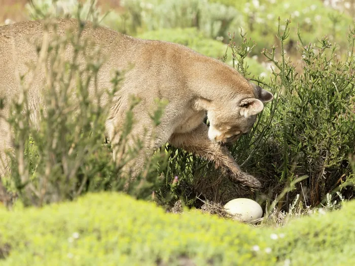 Framed Print : Puma (Puma concolor), female, feeding on Rhea eggs, private estancia outside of Torres del Paine National Park, Patagonia, Chile Framed Print : Puma (Puma concolor), female, feeding on Rhea eggs, private estancia outside of Torres del Paine National Park, Patagonia, Chile