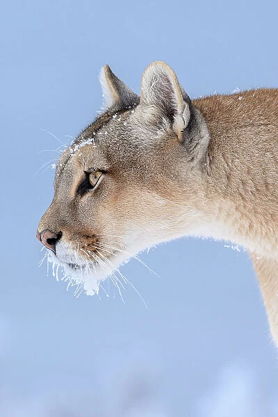 Puma (Puma concolor) female, with frozen whiskers, head portrait, Torres del Paine National Park  /  Estancia Laguna Armarga, Patagonia, Chile