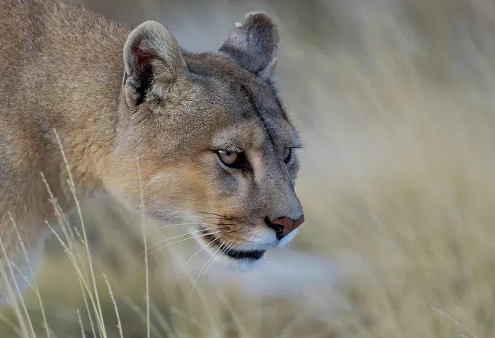 Framed Print : Puma (Puma concolor) female, just woken from a nap, watching Guanacos in the distance, on a private estancia, Patagonia, Chile Framed Print : Puma (Puma concolor) female, just woken from a nap, watching Guanacos in the distance, on a private estancia, Patagonia, Chile