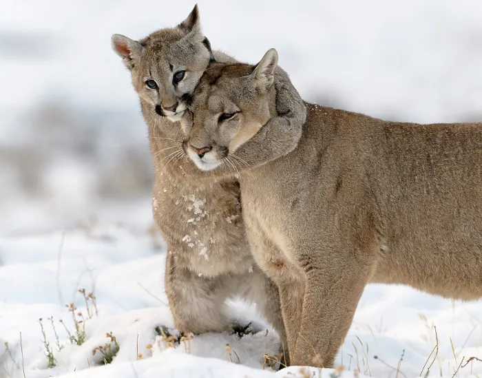 Framed Print : Puma (Puma concolor) female with male cub in snow, cub standing on hind legs hugging its mother, Patagonia, Chile Framed Print : Puma (Puma concolor) female with male cub in snow, cub standing on hind legs hugging its mother, Patagonia, Chile