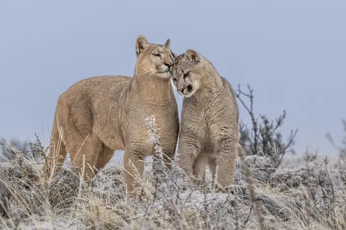 Framed Print : Puma (Puma concolor) female nuzzling cub, aged 6-7 months, on frosty morning, Torres del Paine National Park  /  Estancia Amarga, Patagonia, southern Chile