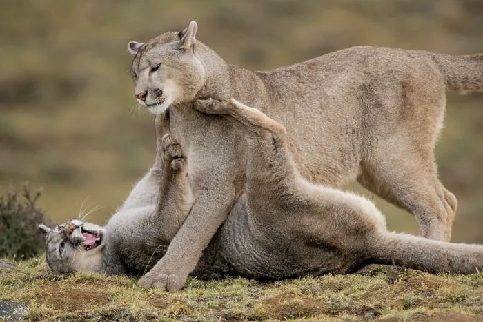 Framed Print : Puma (Puma concolor) female, playing with her cub, Torres del Paine National Park, Magallanes, Chile