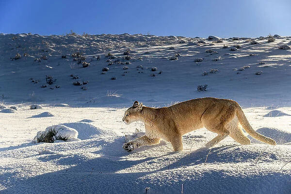 Puma (Puma concolor) female, running in deep fresh, snow, Torres del Paine National Park, Patagonia, Chile