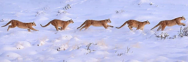 Puma (Puma concolor) female, running sequence in deep snow, Torres del Paine National Park  /  Estancia Laguna Armarga, Patagonia, Chile. Composite of five separate images