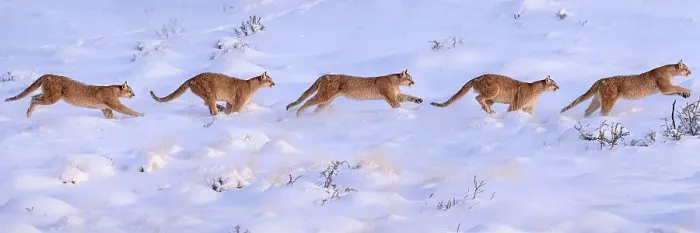 Framed Print : Puma (Puma concolor) female, running sequence in deep snow, Torres del Paine National Park / Estancia Laguna Armarga, Patagonia, Chile. Composite of five separate images Framed Print : Puma (Puma concolor) female, running sequence in deep snow, Torres del Paine National Park / Estancia Laguna Armarga, Patagonia, Chile. Composite of five separate images