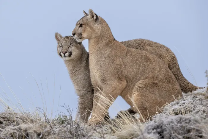 Framed Print : Puma (Puma concolor) female sitting next to cub aged 6-7 months, on a frosty morning, Torres del Paine National Park / Estancia Amarga, Patagonia, Chile Framed Print : Puma (Puma concolor) female sitting next to cub aged 6-7 months, on a frosty morning, Torres del Paine National Park / Estancia Amarga, Patagonia, Chile