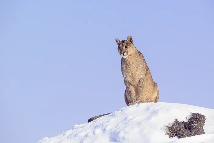 Framed Print : Puma (Puma concolor) female, sitting on look out rock in deep snow, Torres del Paine National Park, Patagonia, Chile Framed Print : Puma (Puma concolor) female, sitting on look out rock in deep snow, Torres del Paine National Park, Patagonia, Chile