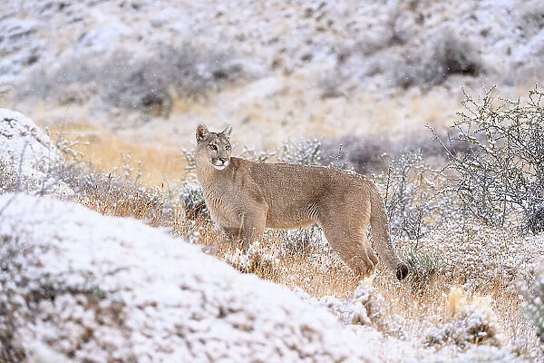 Puma (Puma concolor) female, on snowy hillside, Torres del Paine National Park  /  Estancia Laguna Armarga, Patagonia, Chile
