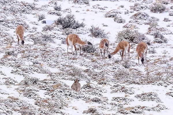 Puma (Puma concolor) female, stalking Guanaco (Lama guanicoe) herd in snow, Torres del Paine National Park  /  Estancia Laguna Armarga, Patagonia, Chile