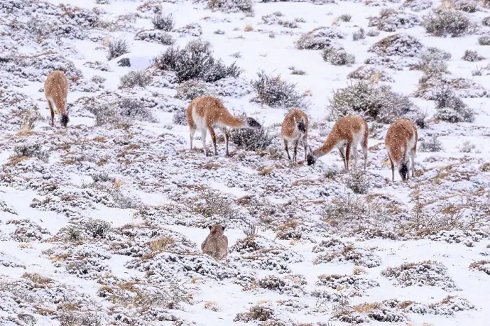 Framed Print : Puma (Puma concolor) female, stalking Guanaco (Lama guanicoe) herd in snow, Torres del Paine National Park / Estancia Laguna Armarga, Patagonia, Chile Framed Print : Puma (Puma concolor) female, stalking Guanaco (Lama guanicoe) herd in snow, Torres del Paine National Park / Estancia Laguna Armarga, Patagonia, Chile