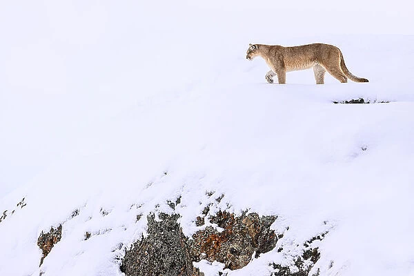 Puma (Puma concolor) female, walking in deep fresh, snow, Torres del Paine National Park, Patagonia, Chile