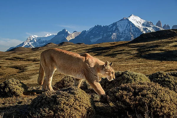Puma (Puma concolor) female, walking in front of Torres del Paine massif, Torres del Paine National Park, Patagonia, Chile